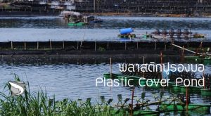 พลาสติกปูรองบ่อ : Plastic Cover Pond