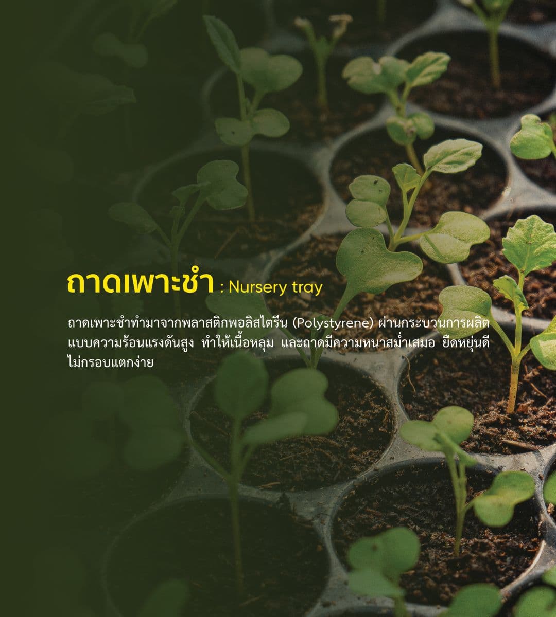 ถาดเพาะ