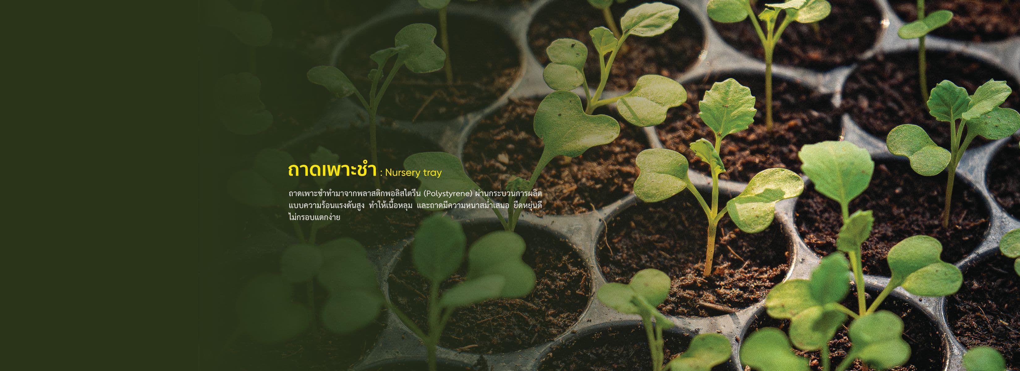 ถาดเพาะ